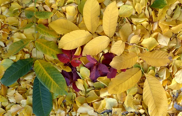 October, falling leaves, autumn gold