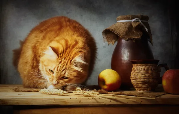 Wheat, cat, cat, look, face, light, pose, the dark background