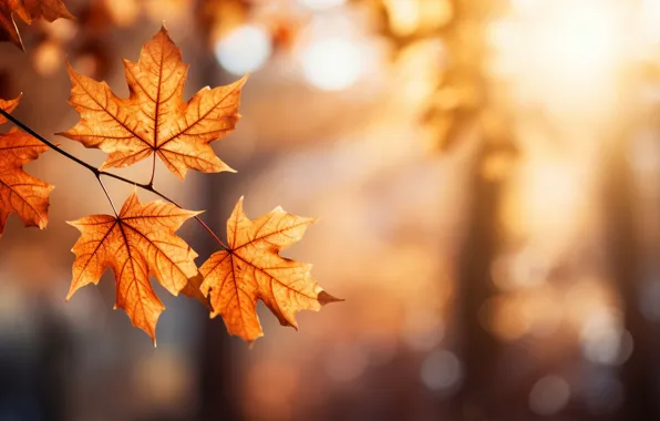 Autumn, leaves, Park, background, forest, maple, park, background