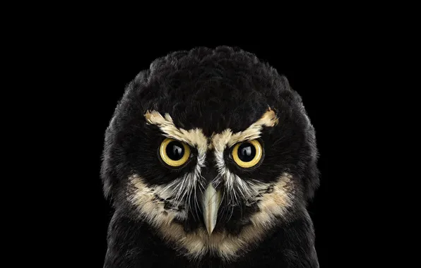 Picture bird, black background, owl