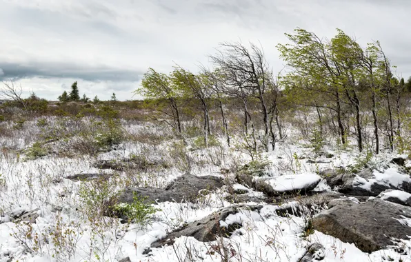 Field, snow, trees