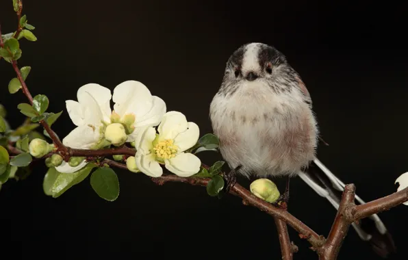 Flowers, the dark background, bird, branch, spring, white, buds, flowering