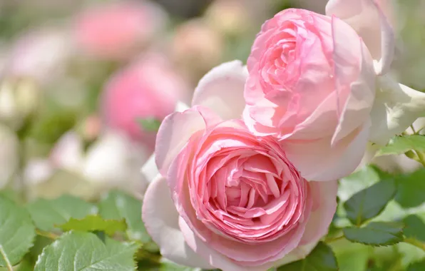 Picture macro, tenderness, roses, buds