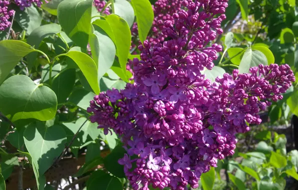 Spring, may, blooms, lilac