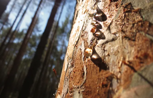 Forest, the sun, trees, resin
