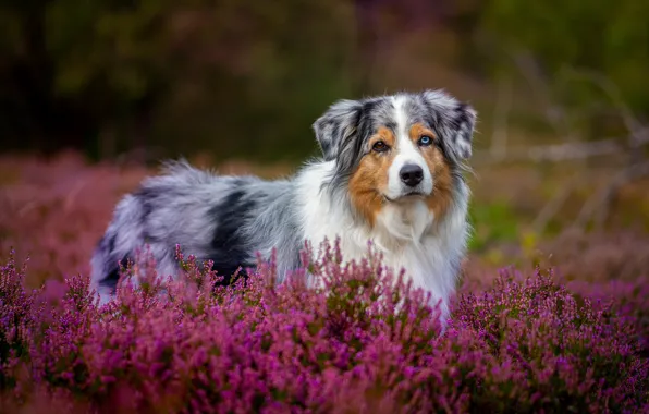 Flowers, glade, dog, Heather, Aussie