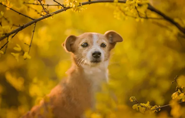 Look, face, branches, background, dog