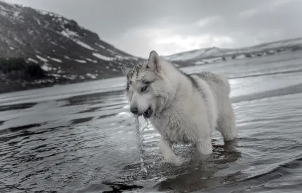 Water, nature, dog