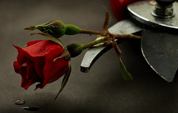 Flower, rose, pruner