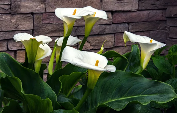 Summer, leaves, flowers, garden, white, flowerbed, brick wall, Calla lilies
