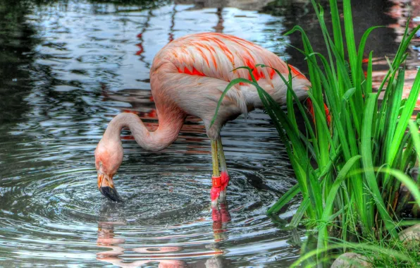 BIRD, POND, PINK, VEGETATION, FLAMINGO, TRUE