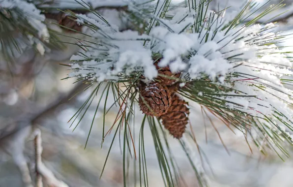 Picture winter, snow, bump, pine