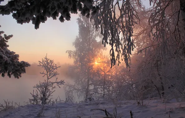 Winter, forest, the sun, rays, snow, morning