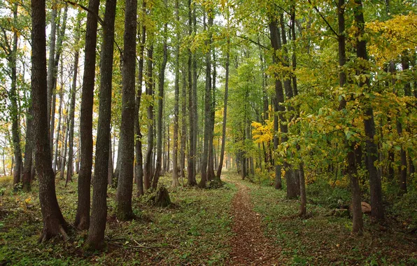 Autumn, forest, leaves, trees, path