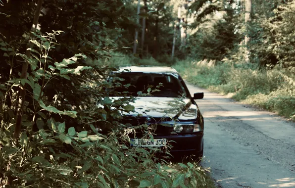 Picture BMW, Wood, e39, Trees, 5