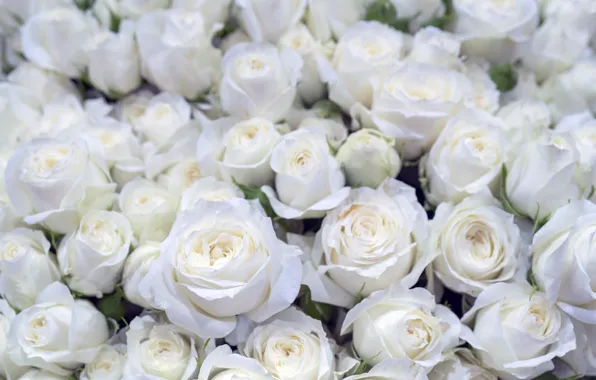 Background, roses, white, beautiful, buds