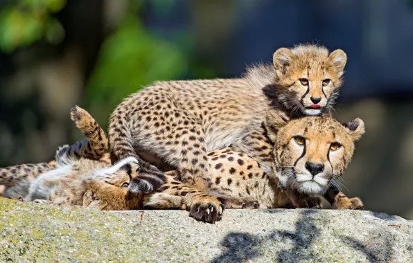 Picture light, pose, stay, stone, Cheetah, three, kids, trio