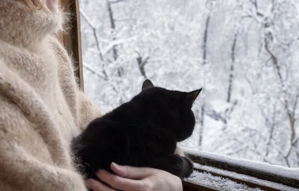 Winter, frost, forest, cat, cat, snow, nature, mood