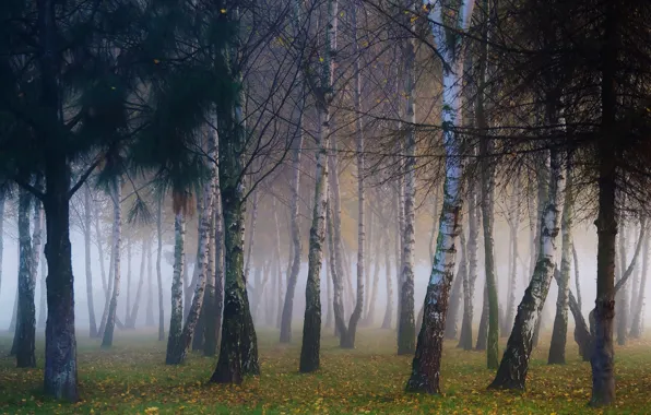 Autumn, forest, trees, branches, fog, Park, trunks, foliage