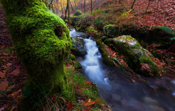 Greens, autumn, forest, leaves, stream, stones, waterfall, moss