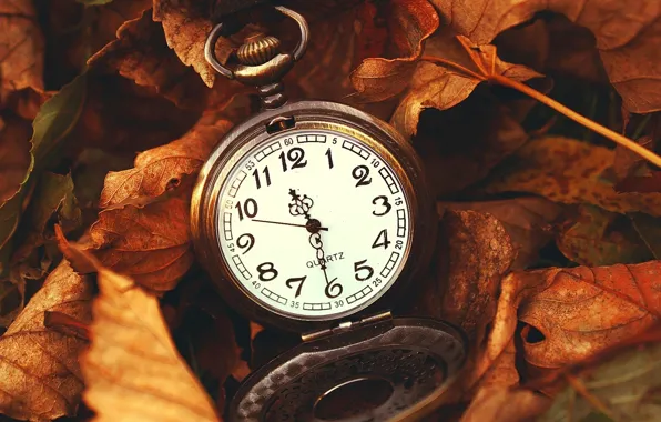 Leaves, macro, nature, time, watch