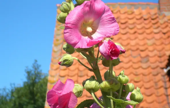 Roof, the sky, petals, stem, yard, mallow