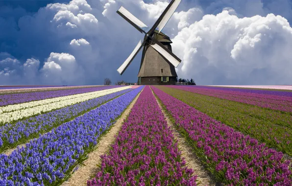 Picture field, clouds, mill, tulips, Netherlands