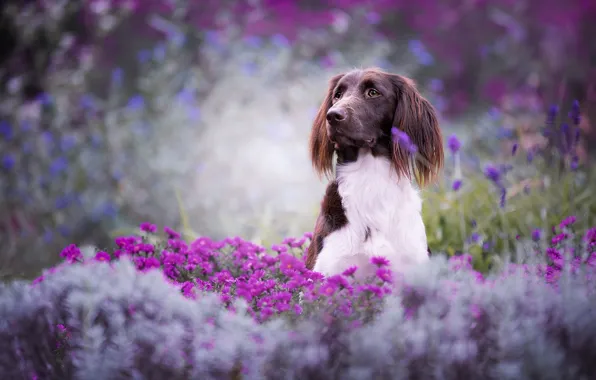 Picture summer, look, face, flowers, nature, pose, background, mood