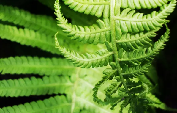 Macro, fern, green