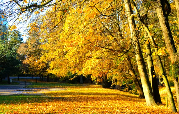 Fall Section Download wallpaper park, autumn, tree, fall, section landscapes in ...