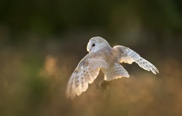 White, owl, bird, wings