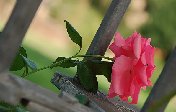 Picture Bokeh, Bokeh, Pink rose, Pink rose