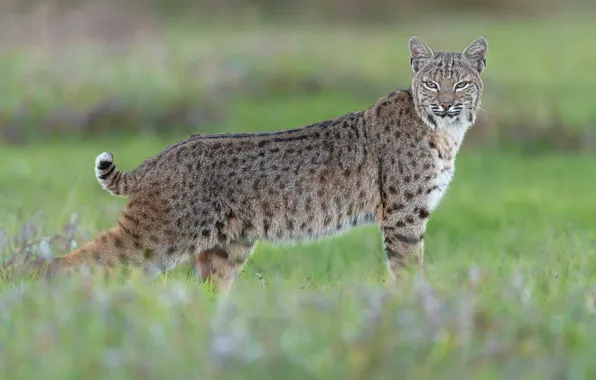 Grass, look, face, nature, pose, glade, lynx, wild cat