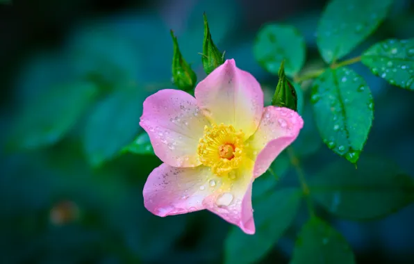 Leaves, drops, macro, petals, briar, pink, buds
