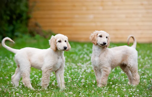 Picture dogs, puppies, the Afghan hound, Afghanistan