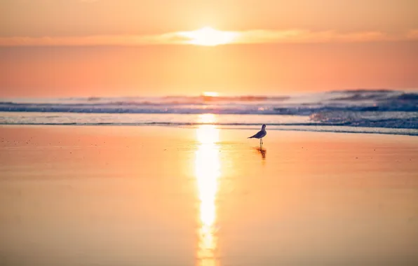 Picture sea, sunset, bird