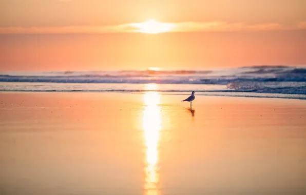 Sea, sunset, bird
