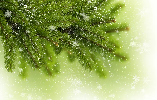 Picture winter, greens, snowflakes, tree, tree, spruce, branch, tree
