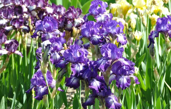 Flowers, beauty, spring, may, irises, flora