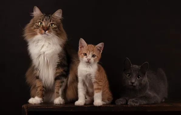 Cat, cat, look, cats, pose, the dark background, kitty, table