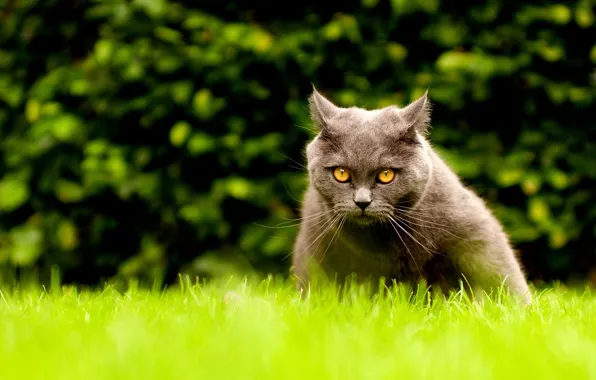Greens, cat, summer, grass, cat, look, face, pose