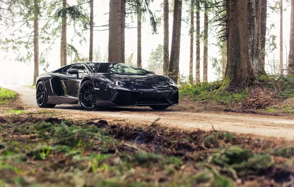 Lamborghini, Black, Aventador, Forest, Woods
