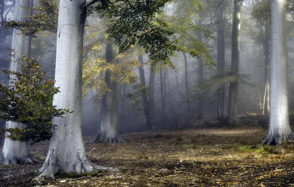 Autumn, forest, fog