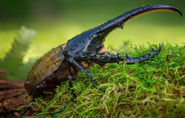 Picture macro, green, background, moss, beetle, horns, insect, Stag beetle