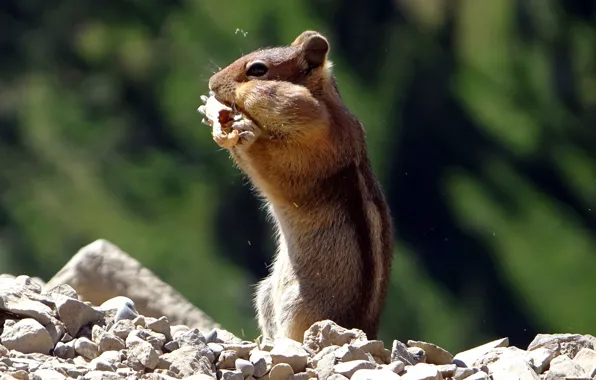 Walnut, animal, Chipmunk