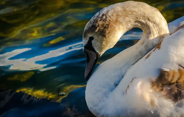 Picture look, water, background, bird, portrait, profile, swans, pond