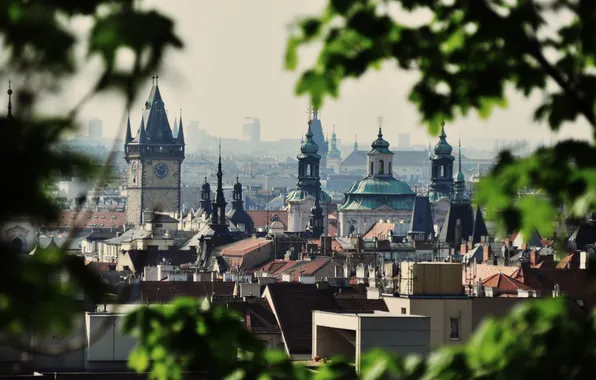 Picture city, trees, cityscape