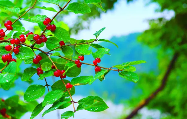 Picture leaves, water, drops, branches, berries, rain