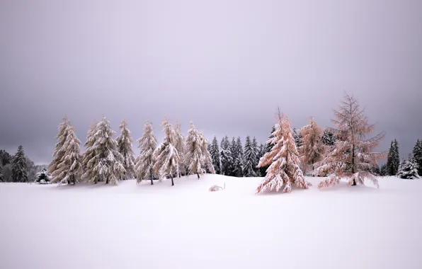 Winter, snow, nature