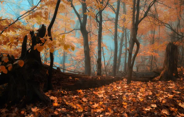 Picture autumn, forest, fog, forest, falling leaves, Autumn